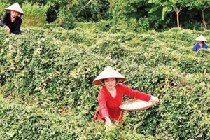 Thu hoạch hoa sâm tại Hợp tác xã sâm nam núi Dành Đức Hạnh.