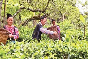 Ông Sùng A Tô luôn phát huy tốt vai trò người có uy tín trong cộng đồng ở xã Pà Cò, huyện Mai Châu, tỉnh Hòa Bình.