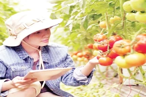 Tham gia chương trình “tick xanh trách nhiệm” các đơn vị cung cấp phải bảo đảm chất lượng nông sản theo tiêu chuẩn.