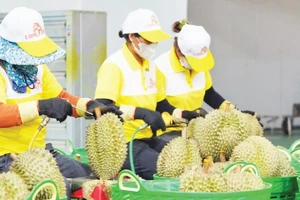 Doanh nghiệp tại Lâm Đồng tuyển chọn sầu riêng bảo đảm tiêu chuẩn xuất khẩu.
