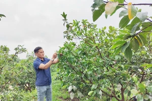 Giám đốc Hợp tác xã dịch vụ nông nghiệp Di Trạch (xã Di Trạch, huyện Hoài Đức, Hà Nội) Nguyễn Hữu Quang chăm sóc vườn ổi. 