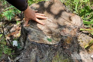 Ghi nhận nhiều gốc cây đã bị cưa hạ tại khoảnh 2, 3 Tiểu khu 582 khu vực Dương Huê, xã Tam Dân, huyện Phú Ninh, tỉnh Quảng Nam.