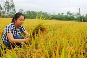 Lúa VD20 được trồng tại xã Tăng Hòa, huyện Gò Công Đông (Tiền Giang). 