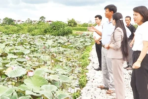 Mô hình trồng sen ở huyện Ứng Hòa giúp người dân nâng cao thu nhập. (Ảnh LÊ HẢI)