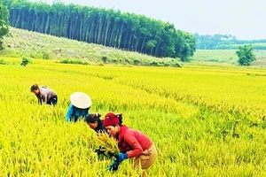 Đồng bào Vân Kiều, Pa Cô ở miền núi Quảng Trị vui đón mùa vàng.
