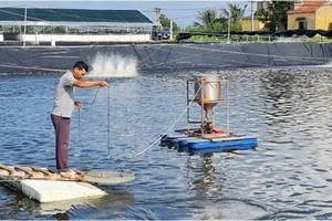 Quy trình nuôi tôm 3 giai đoạn của Công ty cổ phần Thủy sản Tân An, thị xã Quảng Yên, tỉnh Quảng Ninh.
