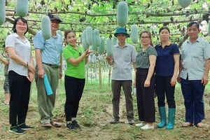 Các nhà khoa học kiểm tra mô hình phục tráng giống bí xanh thơm tại xã Yến Dương (Ba Bể). (Ảnh: HƯƠNG DỊU)