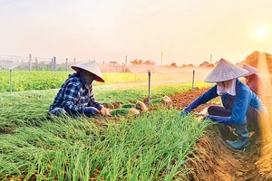 Nhiều vùng đất cát ven biển ở huyện Quỳnh Lưu (Nghệ An) chuyển sang trồng rau, hành... cho thu nhập cao hơn nhiều so với trồng lúa. 