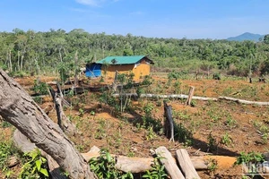 Nhiều diện tích rừng trên lâm phần do Công ty TNHH MTV Đắk N'Tao quản lý đã bị người dân lấn chiếm canh tác, làm nhà ở.