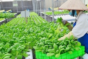 Sản xuất nông nghiệp công nghệ cao tại Hà Nội. 