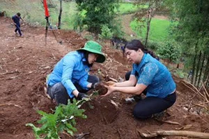 Cán bộ huyện Tuần Giáo hỗ trợ người dân trồng 1.000 cây mắc-ca để chuyển đổi cây trồng và phủ xanh đất trống đồi núi trọc.
