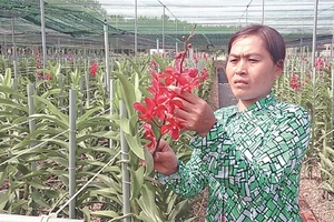 Chăm sóc hoa lan tại trang trại Huyền Thoại, xã An Nhơn Tây, Củ Chi. 