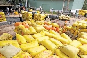 Lúa thu hoạch được tập trung về kho tại huyện Tân Hồng - Ðồng Tháp. Ảnh:Lê Hồng Linh