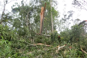 Rừng tự nhiên tại thôn 11, xã Nam Bình, huyện Đác Song bị tàn phá nặng nề.