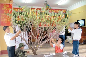 Cán bộ, chiến sĩ đảo Song Tử Tây trang trí cành mai đón Tết.