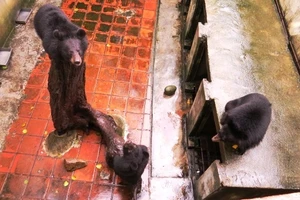 Ba gấu con sinh sản trong điều kiện nuôi nhốt đang được chăm sóc riêng.
