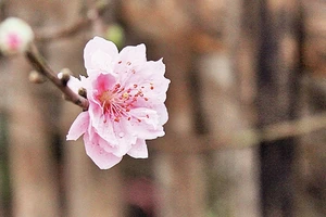 Như giấc đào phai