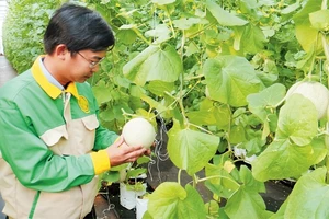 Mô hình trồng dưa lê tại Trung tâm ứng dụng công nghệ sinh học Đồng Nai, xã Xuân Đường, huyện Cẩm Mỹ (Đồng Nai). Ảnh: TÂN TÂN