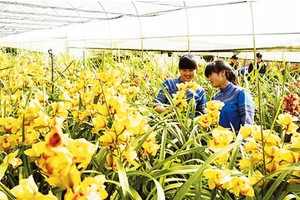 Mô hình trồng hoa ứng dụng công nghệ cao tại huyện Bắc Hà (Lào Cai). Ảnh: NGỌC BẰNG