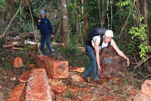 Hiện trường rừng bị khai phá trái phép tại tiểu khu 22, xã Ea H’leo, huyện Ea H’leo do Công ty TNHH MTV lâm nghiệp Chư Phả quản lý.