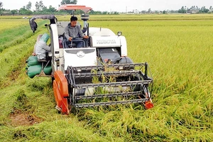 Thu hoạch lúa chiêm ở huyện Kiến Xương (Thái Bình).