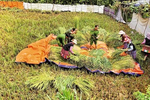 Cán bộ, chiến sĩ Công an huyện Vân Hồ giúp nhân dân bản Tà Dê, xã Lóng Luông thu hoạch lúa.