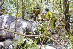Cơ quan điều tra giám định xác đôi voi rừng bị bắn tháng 8-2012.