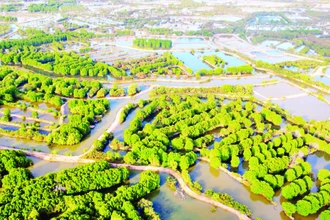 Nuôi tôm quảng canh cải tiến kết hợp với rừng là mô hình thích ứng với biến đổi khí hậu của xã Hiệp Thạnh, thị xã Duyên Hải (Trà Vinh).