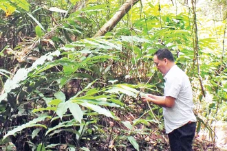 Người dân ở xã Bắc Xa, Đình Lập, tỉnh Lạng Sơn trồng cây sa nhân dưới tán rừng. 