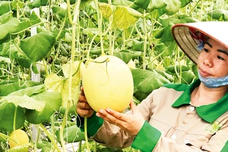 Sản phẩm dưa lưới trồng theo quy trình công nghệ cao ở Đầm Hà đã đem lại hiệu quả kinh tế cao. 