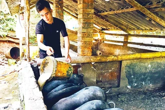 Một hộ chăn nuôi thành công giống lợn đen bản địa ở Lào Cai.