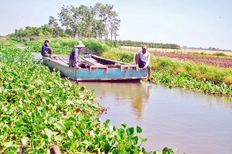 Huyện Chợ Gạo (Tiền Giang) chủ động cấp bổ nước các tuyến kênh nội đồng để bảo đảm sản xuất.