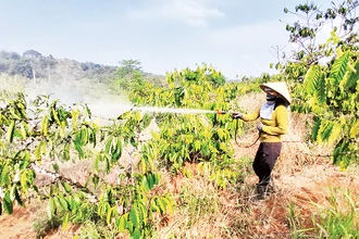 Hằng năm, nông dân trên địa bàn tỉnh Đắk Nông sử dụng khoảng hơn 500 tấn các loại thuốc bảo vệ thực vật.