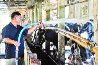 Chăn nuôi bò sữa tại xã Vĩnh Lộc A, huyện Bình Chánh. (Ảnh: THẾ DƯƠNG)