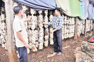 Mô hình trồng nấm của ông Nguyễn Văn Luân (bên trái) (thôn 5, xã Tâm Thắng, huyện Cư Jút) cho thu nhập hàng trăm triệu đồng mỗi năm.