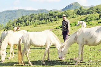 Đàn ngựa của gia đình ông Nông Quang Đảm ở thôn Suối Mạ A, xã Hữu Kiên, huyện Chi Lăng được chăn thả trên khu thảo nguyên Khau Sao.