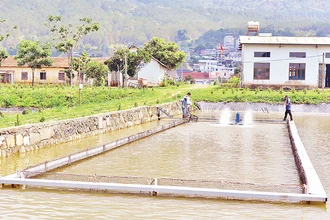 Mô hình nuôi cá tầm “lồng trong ao đất” là hướng đi nhiều triển vọng ở Lâm Đồng.
