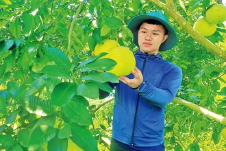 Anh Trương Quốc Việt trong vườn bưởi rộng hơn 10 ha ở xã Kim Hóa, huyện Tuyên Hóa (Quảng Bình).
