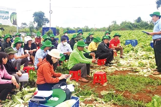 Trung tâm Khuyến nông tỉnh Ðắk Nông tổ chức tập huấn, chuyển giao kỹ thuật sản xuất cải thảo theo tiêu chuẩn VietGAP cho các nông hộ thuộc Hợp tác xã Thịnh Phát.
