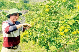 Anh Hoàng Văn Hiền kiểm tra sự sinh trưởng và phát triển của cây chanh.