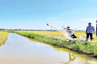 Khu vực nuôi tôm càng xanh trên đồng lúa hữu cơ của xã Trí Lực, huyện Thới Bình.