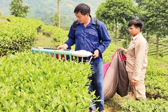 Nhân dân xã Phú Nhuận phát triển kinh tế từ cây chè.