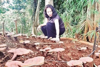 Mô hình trồng nấm linh chi đỏ dưới tán rừng của bà Mai Thị Thái.