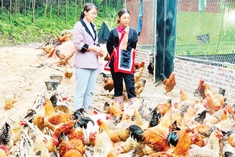 Mô hình nuôi gà bản ở xã Quảng Lâm, huyện Đầm Hà mang lại giá trị kinh tế cao.