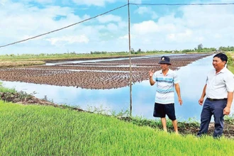 Nhà nông ấp Hữu Thời (xã Biển Bạch Đông, huyện Thới Bình) rửa mặn đồng tôm chuẩn bị gieo trồng vụ lúa.