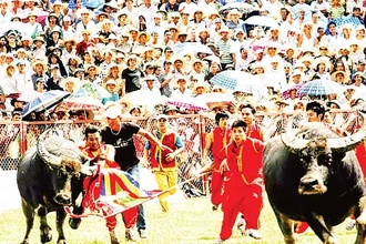 Một kháp đấu trong Lễ hội chọi trâu truyền thống Đồ Sơn. (Ảnh NGUYỄN ĐỨC)