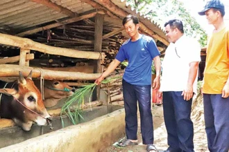 Đồng chí Nguyễn Văn Tâm (giữa) thăm mô hình chăn nuôi bò của gia đình anh Thào Sè Lúa ở thôn Ea Uôl.
