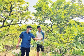 Vùng trồng na ở xã Việt Dân, thị xã Ðông Triều đem lại giá trị kinh tế cao. 