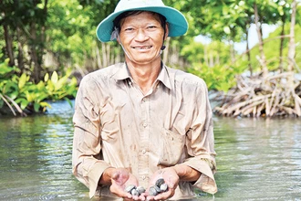 Ông Nguyễn Hoàng Lương thu hoạch sò huyết nuôi dưới tán rừng phòng hộ. 