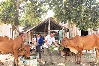 Người dân tại một xã nông thôn mới thuộc huyện Tân Châu chăm sóc đàn gia súc. 